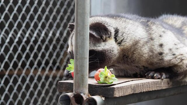 A civet sits on a wooden beam inside a Kopi Luwak coffee facility as another strawberry is placed next to the one already there.