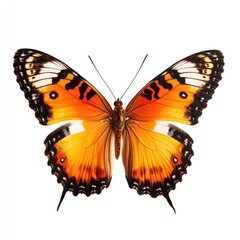 A close-up of a butterfly with orange and black wings on a clean white surface