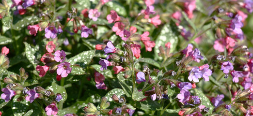 Fototapeta premium Sunny spring day. The pulmonaria saccharata plentifully blossoms in small pink-purple flowers.