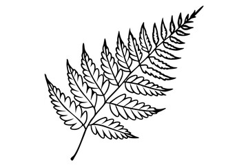 a pack of fern leaf line art silhouette vector illustration