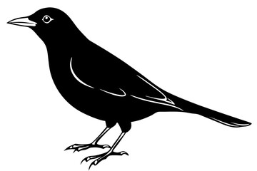 blackbird line art silhouette vector illustration