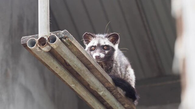A civet sits on a wooden beam inside a cage at a Kopi Luwak coffee facility, quietly observing its surroundings.