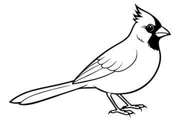 cardinal line art silhouette vector illustration