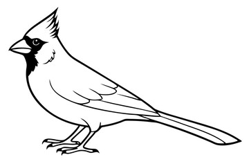 cardinal line art silhouette vector illustration