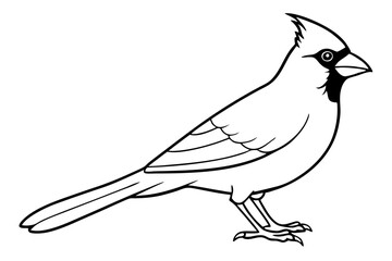 cardinal line art silhouette vector illustration