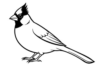 cardinal line art silhouette vector illustration