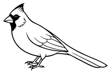 cardinal line art silhouette vector illustration
