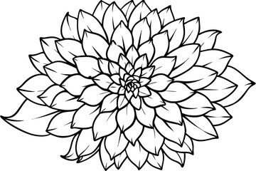 chrysanthemum line art silhouette vector illustration