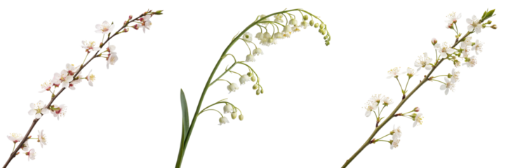  Set of shape of an elegant long stem with tiny flowers isolated on a transparent background