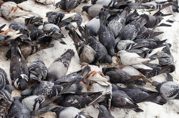 urban birds in winter cold