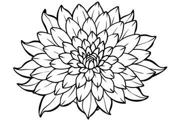 chrysanthemum line art silhouette vector illustration