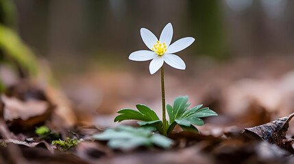 Single White Anemone Flower Blooming Amidst Brown Forest Floor with Green Leaves in Bright Daylight