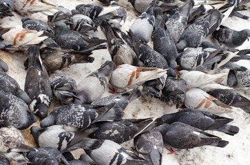 urban birds in winter cold