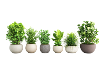 Collection of beautiful plants in ceramic pots isolated on transparent or white background, png