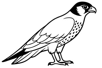 Fototapeta premium falcon line art silhouette vector illustration