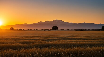 Obraz premium 夕日輝く黄金色の麦畑と山並みの美しい風景写真