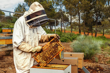 Beekeeper working on outdoor beehives