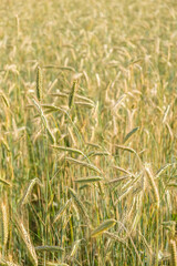 Wheat field swaying gently under the sunlight. Vertical crop.
