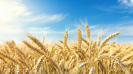 Fototapeta premium Sun-Kissed Wheat Field Under Vast Sky In Countryside.