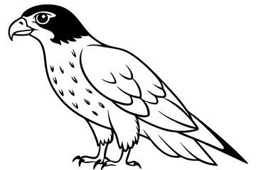 hawk line art silhouette vector illustration