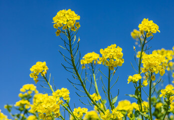 Fototapeta premium Yellow canola flower against blue sky looks beautiful in spring