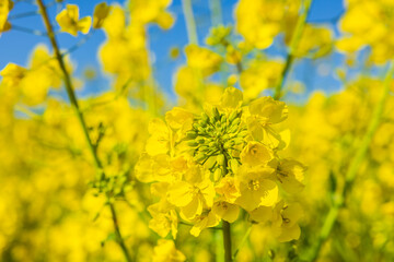 Close up of yellow canola flowers blooming under blue sky