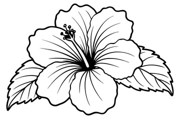 hibiscus line art silhouette vector illustration © Pinak