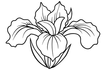 iris line art silhouette vector illustration