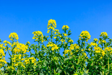 Obraz premium Yellow rape flowers blooming in the farmland