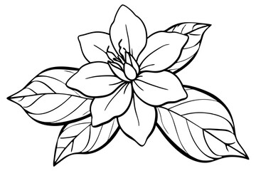 jasmine flower line art silhouette vector illustration