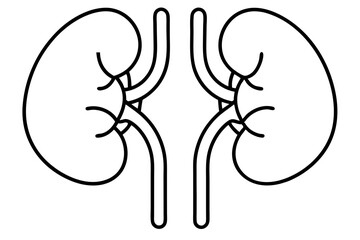 kidneys line art silhouette vector illustration