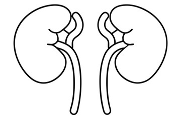 kidneys line art silhouette vector illustration