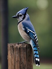 Blue jay perched on a wooden post