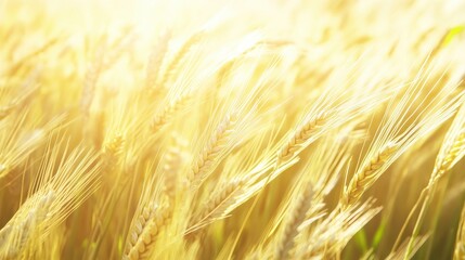Golden Wheat Field Glowing Under Sun, Capturing Essence
