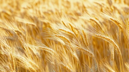 Fototapeta premium Sunlit Wheat Field Showcasing Rich Golden Harvest Wave.