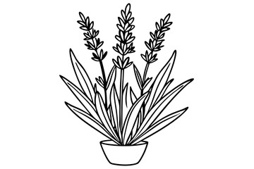 lavender line art silhouette vector illustration