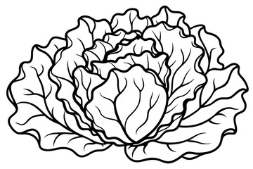 lettuce line art silhouette vector illustration