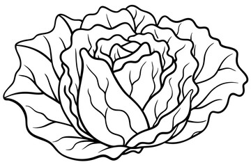 lettuce line art silhouette vector illustration