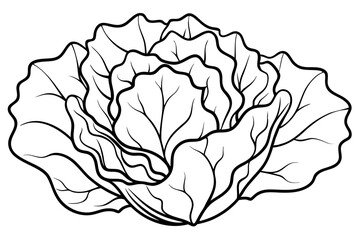 lettuce line art silhouette vector illustration