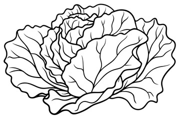 lettuce line art silhouette vector illustration