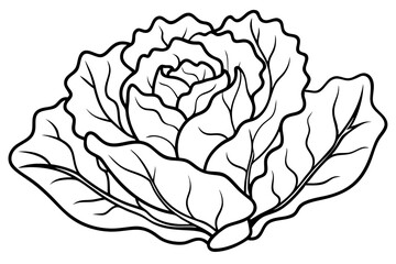 lettuce line art silhouette vector illustration