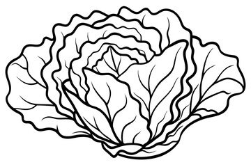 lettuce line art silhouette vector illustration