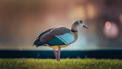 Ente bei Sonnenaufgang
