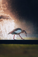 Ente bei Sonnenaufgang