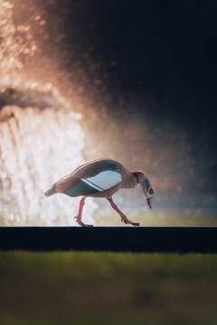 Ente bei Sonnenaufgang