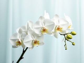 A type of flowering plant known for its showy, fragrant blooms