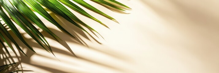 Obraz premium Close-Up Of Palm Leaves With Dramatic Light Shadows