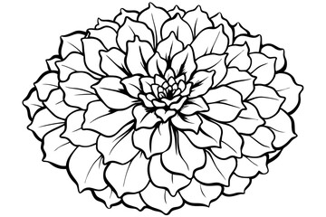marigold line art silhouette vector illustration