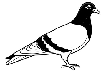 pigeon line art silhouette vector illustration