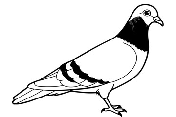 pigeon line art silhouette vector illustration